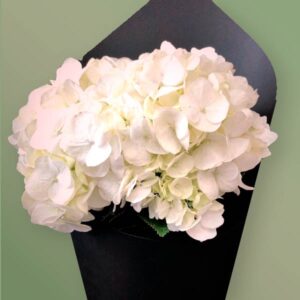 hortensias