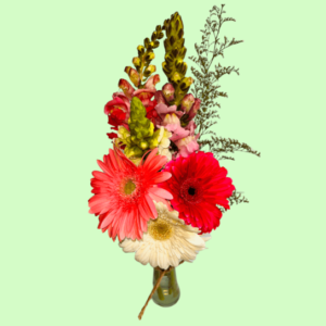 gerberas para envío