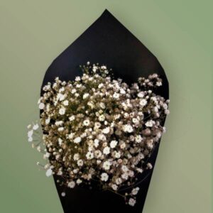 gipsophilia
